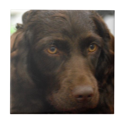 Boykin Spaniel-Fliese Fliese (Vorderseite)