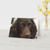 Boykin Spaniel-Gruß-Karten Karte (Gelbe Blume)