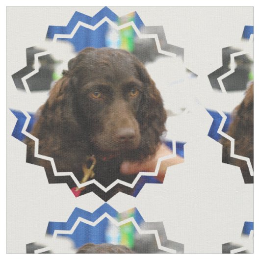 Boykin Spaniel Stoff (Nahaufnahme)