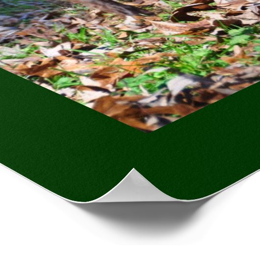 Boykin Spaniels Poster (Ecke)