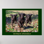 Boykin Spaniels Poster (Vorne)