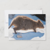 Boys First Birthday Blue Quokka Australien Foto Einladung (Rückseite)