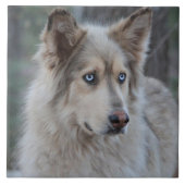 Bozworth das Malamutt Fliese (Vorderseite)