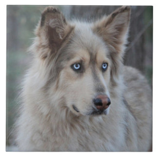 Bozworth das Malamutt Fliese