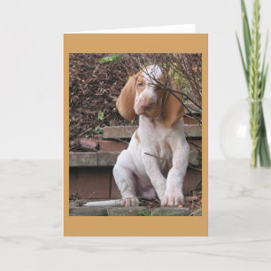 Bracco Italiano Grußkarte Karte