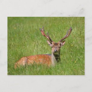 Brachhirsche im Gras Postkarte