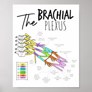 Brachial Plexus Poster