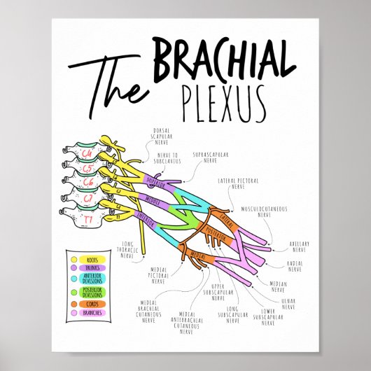 Brachial Plexus Poster (Vorne)