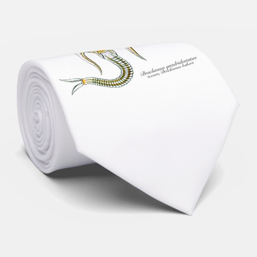 Brachionus Krawatte (Gerollt)