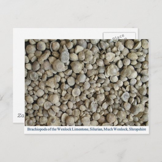 Brachiopod-Fossilien aus dem Wenlock-Kalkstein Postkarte (Vorne/Hinten)