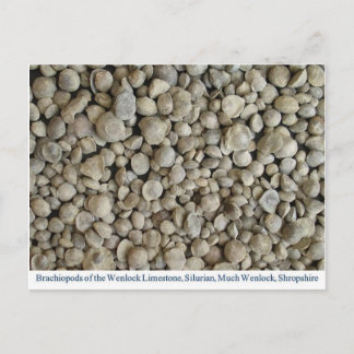 Brachiopod-Fossilien aus dem Wenlock-Kalkstein Postkarte
