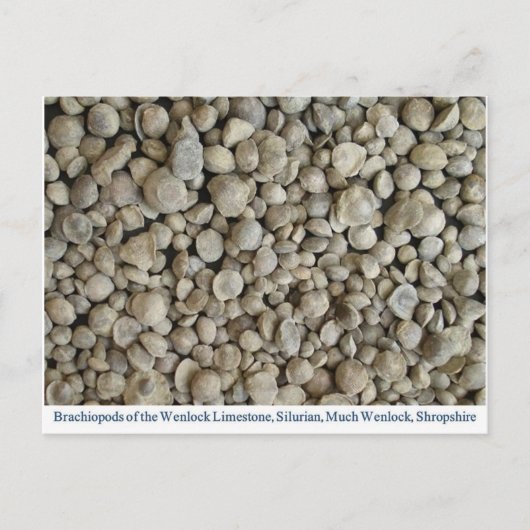 Brachiopod-Fossilien aus dem Wenlock-Kalkstein Postkarte (Vorderseite)