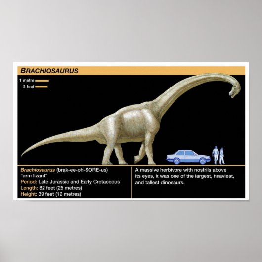 Brachiosaurus - Biologie Jura Poster (Vorne)