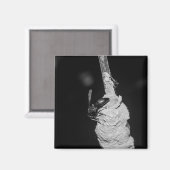 Brachygastra Magnet (Vorderseite/Rückseite)