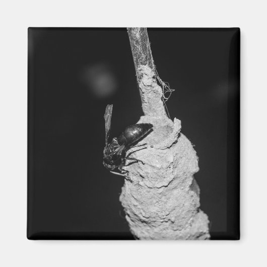 Brachygastra Magnet (Vorne)