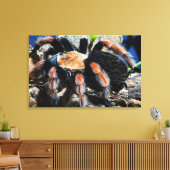 Brachypelma boehmei leinwanddruck (Insitu (Wohnzimmer))