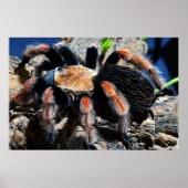 Brachypelma boehmei poster (Vorne)