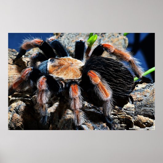 Brachypelma boehmei poster (Vorne)