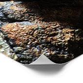 Brachypelma boehmei poster (Ecke)