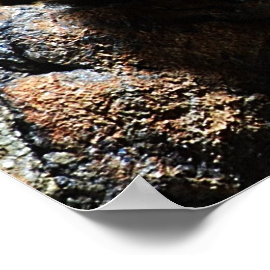 Brachypelma boehmei poster (Ecke)