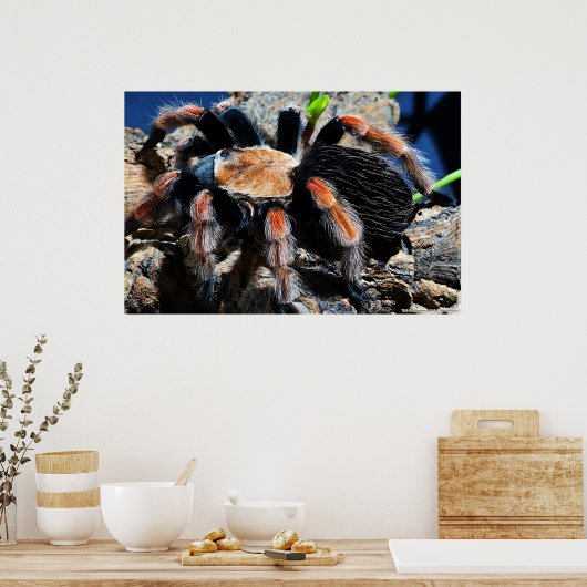 Brachypelma boehmei poster (Küche)