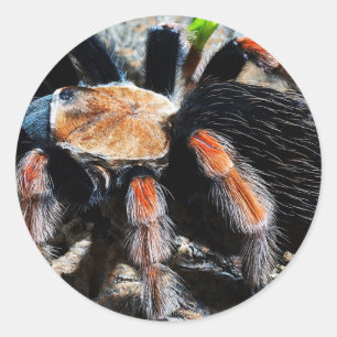 Brachypelma boehmei runder aufkleber