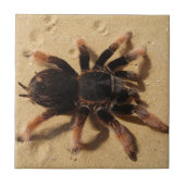 Brachypelma Tarantulaspinne im Sand Fliese (Vorderseite)