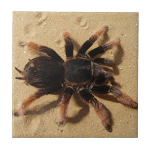 Brachypelma Tarantulaspinne im Sand Fliese