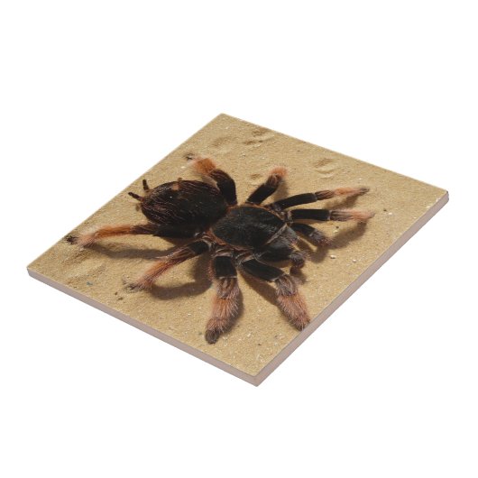 Brachypelma Tarantulaspinne im Sand Fliese (Seite)