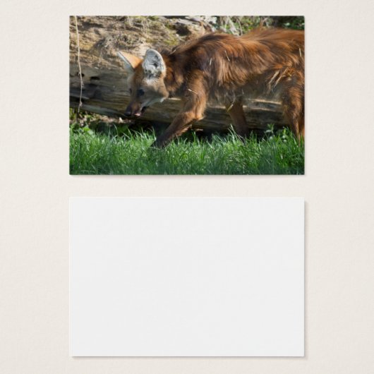 Brachyurus (Vorne & Hinten)