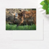 Brachyurus (Schreibtisch)