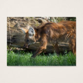 Brachyurus (Vorderseite)