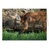 Brachyurus (Vorderseite (Horizontal))