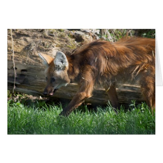 Brachyurus (Vorderseite (Horizontal))