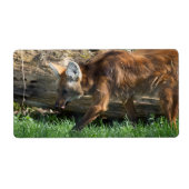 Brachyurus (Vorne)