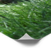 Brachyurus Poster (Ecke)