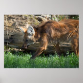 Brachyurus Poster (Vorne)