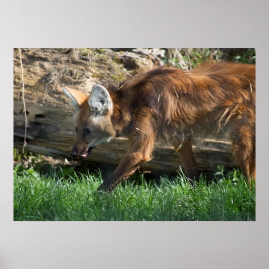 Brachyurus Poster (Vorne)