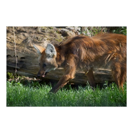 Brachyurus Poster (Vorderseite)