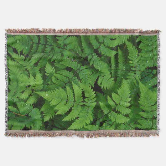 Bracken Farn mit Regentropfen, Washington Staat Decke (Vorderseite)