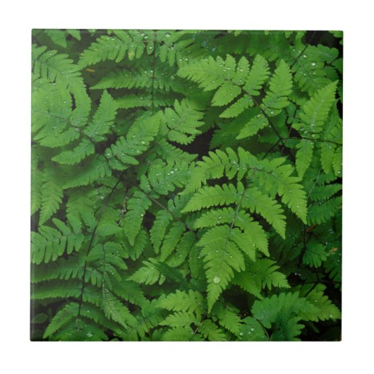 Bracken Farn mit Regentropfen, Washington Staat Fliese (Vorderseite)