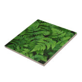 Bracken Farn mit Regentropfen, Washington Staat Fliese (Seite)