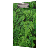 Bracken Farn mit Regentropfen, Washington Staat Klemmbrett (Links)