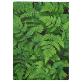 Bracken Farn mit Regentropfen, Washington Staat Klemmbrett (Rückseite)