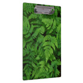 Bracken Farn mit Regentropfen, Washington Staat Klemmbrett (Rechts)