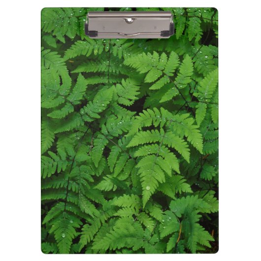 Bracken Farn mit Regentropfen, Washington Staat Klemmbrett (Vorderseite)