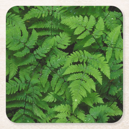Bracken Farn mit Regentropfen, Washington Staat Rechteckiger Pappuntersetzer (Vorderseite)