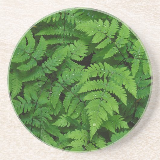 Bracken Farn mit Regentropfen, Washington Staat Sandstein Untersetzer (Vorne)