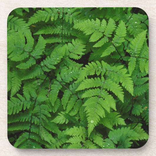 Bracken Farn mit Regentropfen, Washington Staat Untersetzer (Vorderseite)