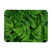 Bracken Farn mit Regentropfen, Washingtoner Staat Magnet (Horizontal)